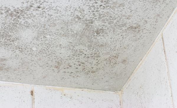 Mold Remediation by Mold Busters