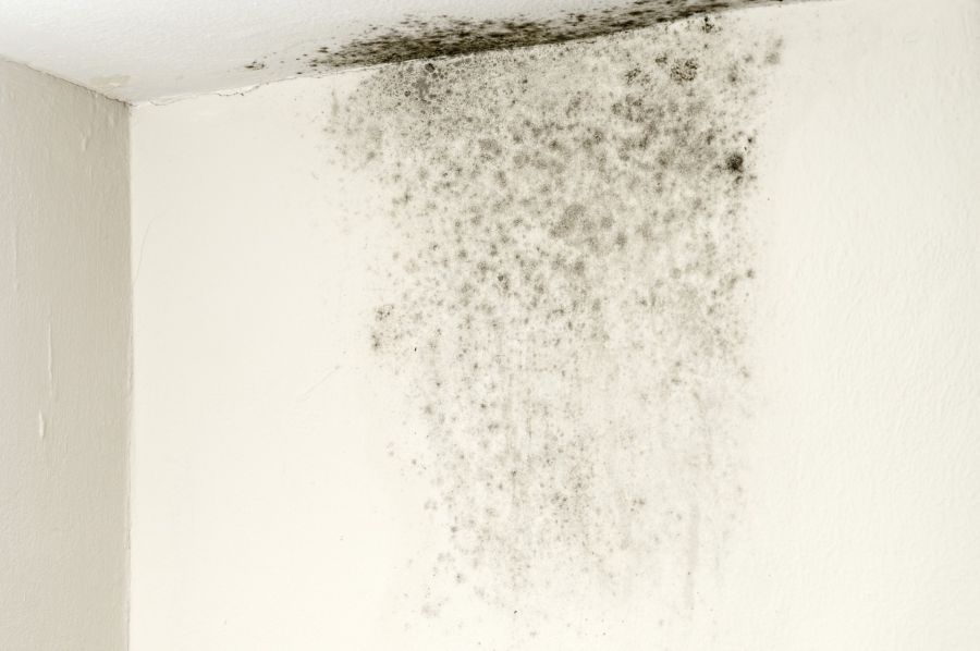 Mold Remediation by Mold Busters